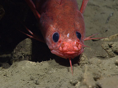 Several different fish species, including this Gaidropsarus peaking out from under a carbonate rock, were observed on the two seep dives.