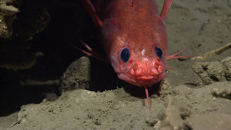 Several different fish species, including this Gaidropsarus peaking out from under a carbonate rock, were observed on the two seep dives.