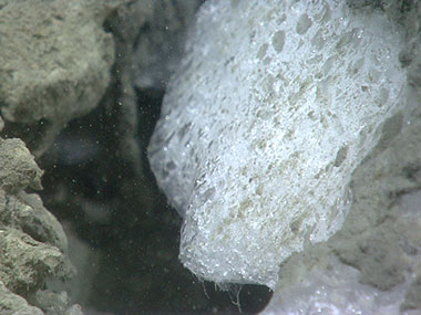 Gas hydrates found at the seafloor on July 11 and July 12 had different forms. Here, a small piece of massive gas hydrate formed above leaking methane.