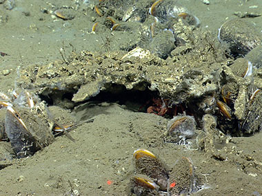 Clusters of live Bathymodiolus mussels (left side, foreground, and background) like these were encountered by D2 on both the July 11 and July 12 dives at seep sites south of Nantucket.