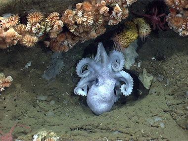 An octopus guards her eggs under an overhang in Hydrographer Canyon.