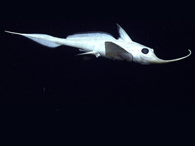A Rhinochimera (Harriotta sp.) swims 10 meters above the seafloor.