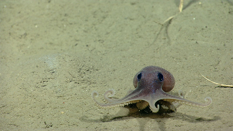 A baby octopus (Graneledone verrucosa) moves across the seafloor as ROV Deep Discoverer explores Veatch Canyon.