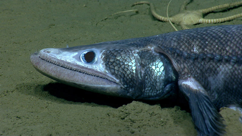 One of the more strange-looking animals we came across in Veatch Canyon, a bathysaurus. These fish use their lower jaw to scoop in the sand.