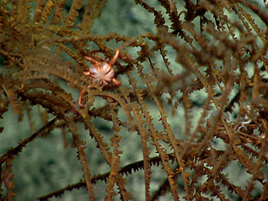 A brittle star hangs out on a black coral.