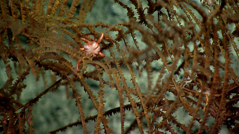 A brittle star rests on a potentially new species of black voral. Brittle star/coral associations were common throughout the canyons investigated during this expedition.