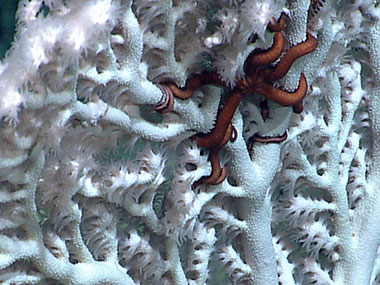 A red brittle star occupies a beautiful white octocoral.