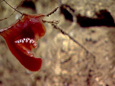 Benthic ctenophores are a rare find even for deep-sea biologists.