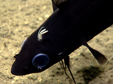 Antimora rostrata (blue cod) fish with a parasitic copepod attached.