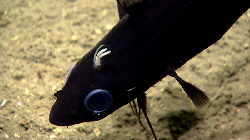 Antimora rostrata (blue cod) fish with a parasitic copepod attached.