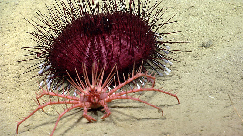 Lithodid king crab finds a spiky urchin friend.