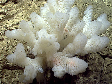 A large white glass sponge growing on a canyon wall.