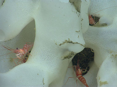 Small shrimp hide in a glass sponge in Hydrographer Canyon.