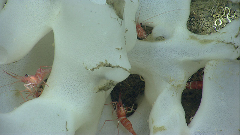 Small shrimp hide in a glass sponge in Hydrographer Canyon.