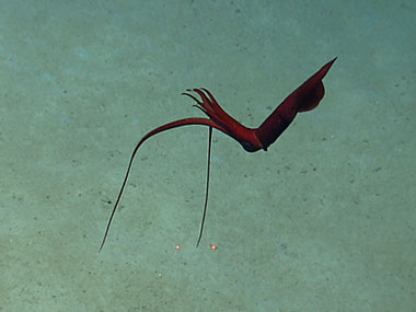 Whiplash (Mastigoteuthis) squid waits in the water column while hunting.