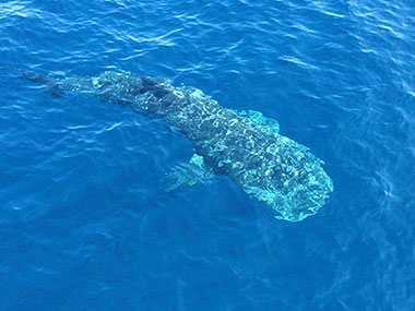During ROV launch one morning we had a special visitor – a whale shark!