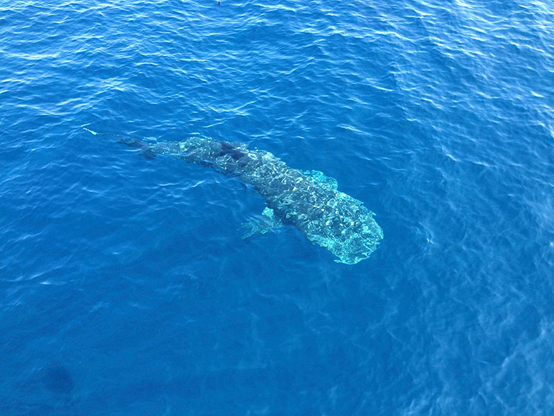 During ROV launch one morning we had a special visitor – a whale shark!