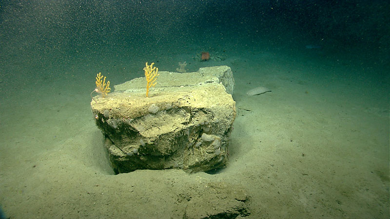 Angular mudstone boulder sitting on silty-clay sediment at the base of the landslide scarp investigated during Dive 01.  Several corals (Paramuricea sp.), hydroids and other organisms have attached themselves to the boulder.