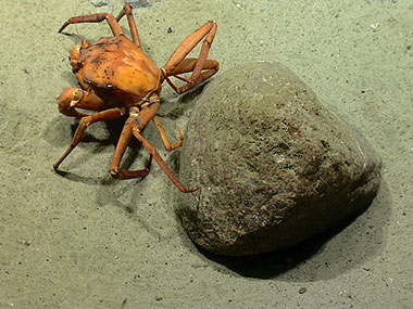 Round igneous rock, most likely dropped from a melting iceberg, sitting in soft sediments within one of the pockmarks investigated during Dive 02 in water depths between 500 and 650 meters.