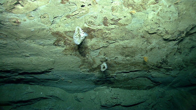 Mudstone outcrops along the upper portion of a 250-meter-high landslide headwall scarp located on the lower continental slope south of New England visited by ROV <em>Deep Discoverer</em> (D2) during Dive 01.