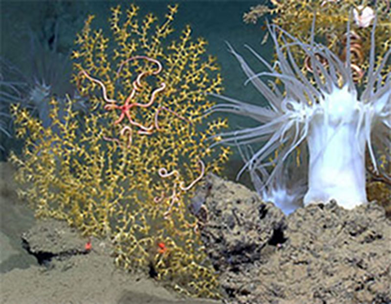 Corals and anemones colonize a rocky outcrop in the deep Gulf of Mexico. Brittle stars find a home on the coral. When life establishes on a new outcrop, from where do the species come, how do they find their homes in the vast dark abyss, and where do their offspring go? These are a few of the many questions we hope data from the expedition will provide insight on.