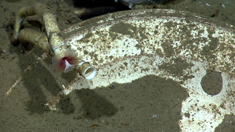 During the 2012 Northern Gulf of Mexico Expedition, NOAA Ship Okeanos Explorer found tube worms at one of the Monterrey Shipwrecks.