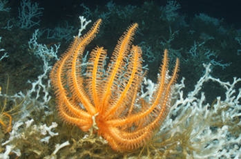 Lophelia II 2010: Oil Seeps and Deep Reefs