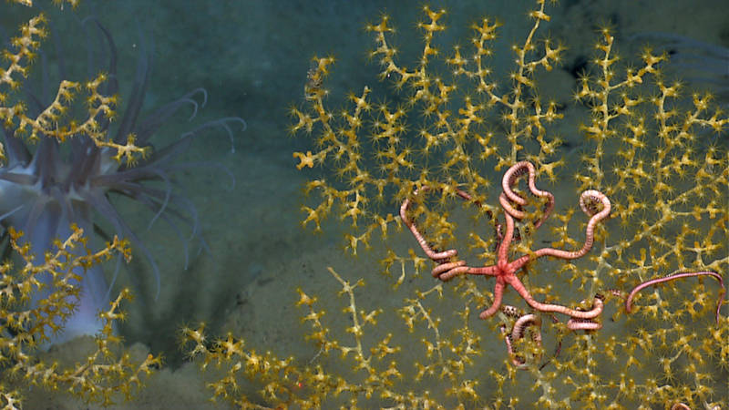 A variety of seafloor habitats will be explored during the expedition including submarine canyons, salt domes, gas seeps, shipwrecks and deep sea coral habitats. These brittle stars living on paramuricid corals were seen during the 2012 Gulf of Mexico expedition.