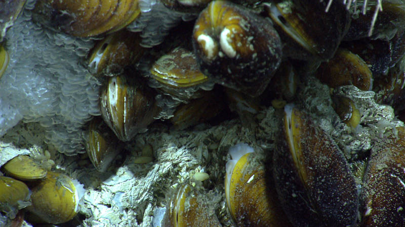 During the exploration of GB907, ROV Deep Discoverer imaged a group of chemosynthetic mussels and a few sea urchins residing next to a natural oil seep. Here you can see three active oil streams and several oil droplets caught in mucus of the mussels or a neighboring organism.