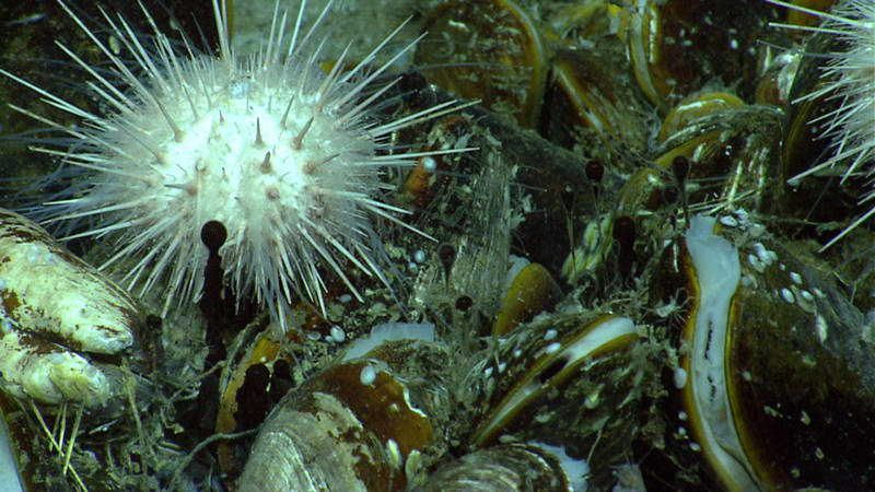 During the exploration of GB907, ROV Deep Discoverer imaged a group of chemosynthetic mussels and a few sea urchins residing next to a natural oil seep. Here you can see three active oil streams and several oil droplets caught in mucus of the mussels or a neighboring organism.