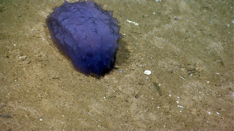 Over the last few dives, sea cucumbers have been one of the most abundant species we have seen. This guy was spotted meandering across the soft sediment during dive 08.