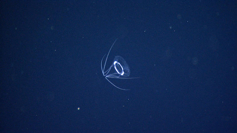 An unidentified jellyfish (possibly Narcomedusae?) with bent tentacles was sighted during the pelagic transects.