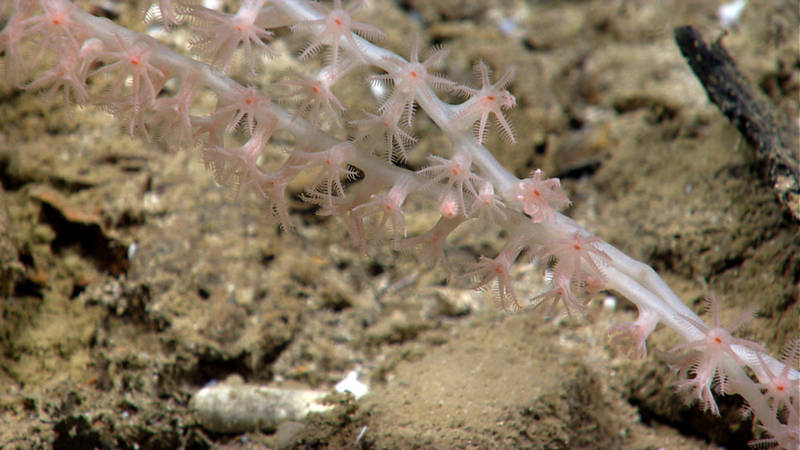 Colony of bamboo coral at a depth of 2,834 meters.