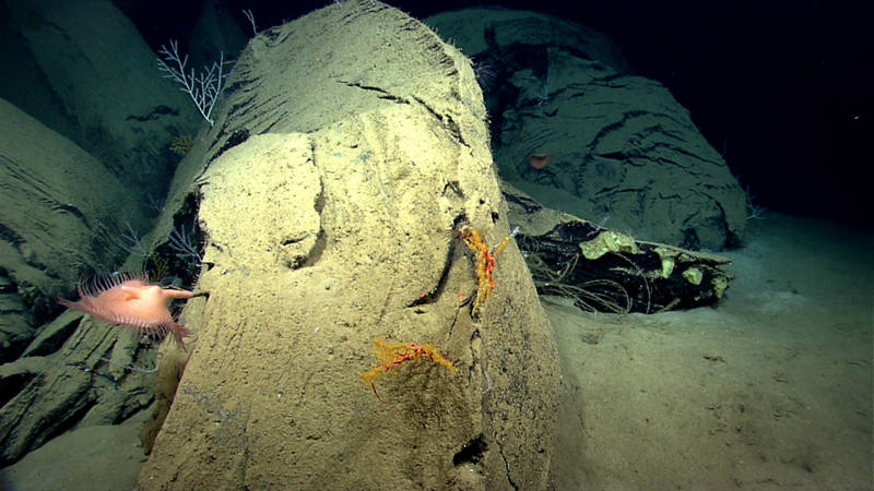 Here you can see a close up view of one of the “tar lily” “pedals.” The first asphalt extrusion had a number of corals and anemones colonizing it. These organisms allowed our science team to give these features an approximate age on the order of tens to hundreds of years old.