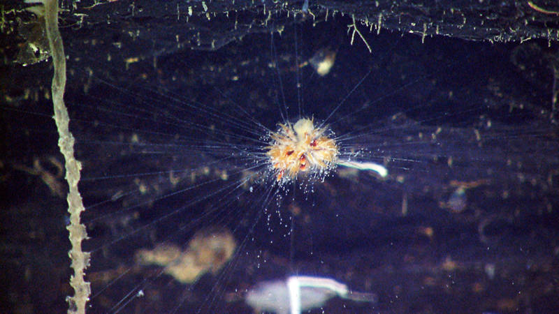 A dandelion, or rare benthic siphonophore, resides under a ledge along the West Florida Escarpment. 