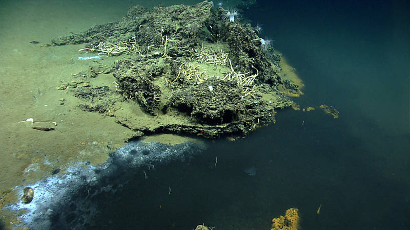 On Dive 02 of the 2014 Gulf of Mexico Expedition, ROV Deep Discoverer found an interesting brine pool. Brine seeps are common in the Gulf of Mexico, but brine pools of this size are not common (up to 10 meters wide and ~100 meters long).They are caused by seepage from salt bodies below the surface sediments and often are associated with hydrocarbon seeps. Around the shores of this brine pool we found a anemones, fish, corals, sea stars, crustaceans, and tube worms. Pictured here are tube worms and anemones on a carbonate outcrop next to the brine pool.