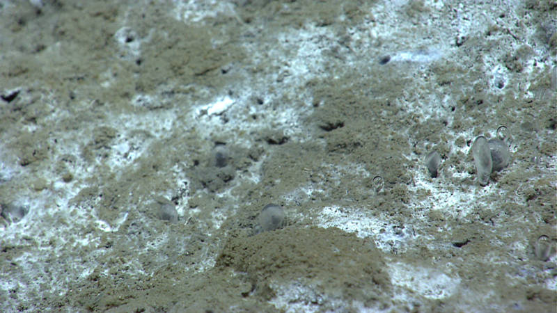 Methane bubbles rise slowly enough from the sea floor that they developed a “crust” of hydrates.