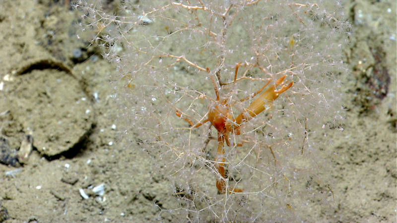 The flat-claw coral squat lobster always is found among the golden sea fan.