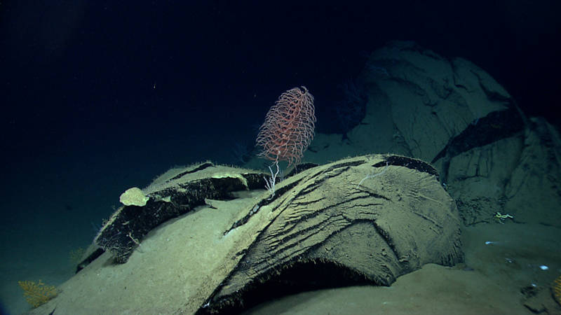 Can you spot the shrimp hiding in this octocoral that was growing on the tar lily?