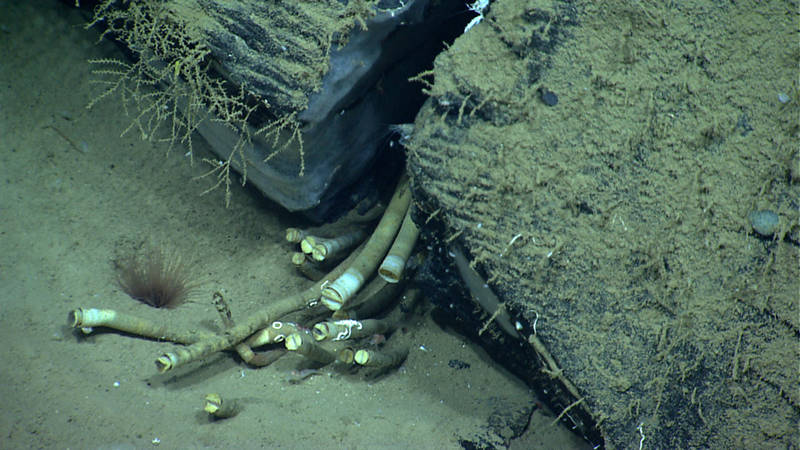 The presence of chemosynthetic tube worms at the site led scientists to believe that there was more to this site than what we could see.