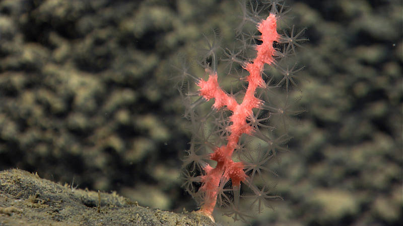 An exciting part of this dive for our coral fans was the amount of coral recruits (including this small, baby bubblegum coral) seen during the dive.
