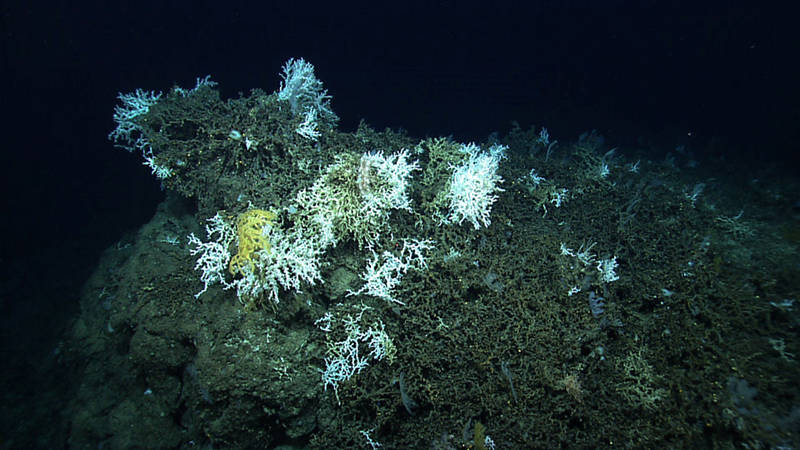 Lophelia reef on a rock outcropping (bioherm).