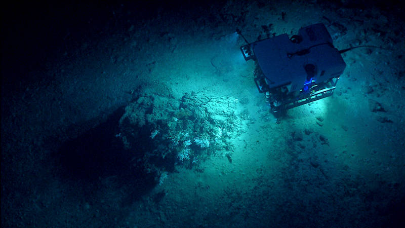 Deep Discoverer passing over a rock outcropping and recently fractured carbonate ledge with corals living on the margin.