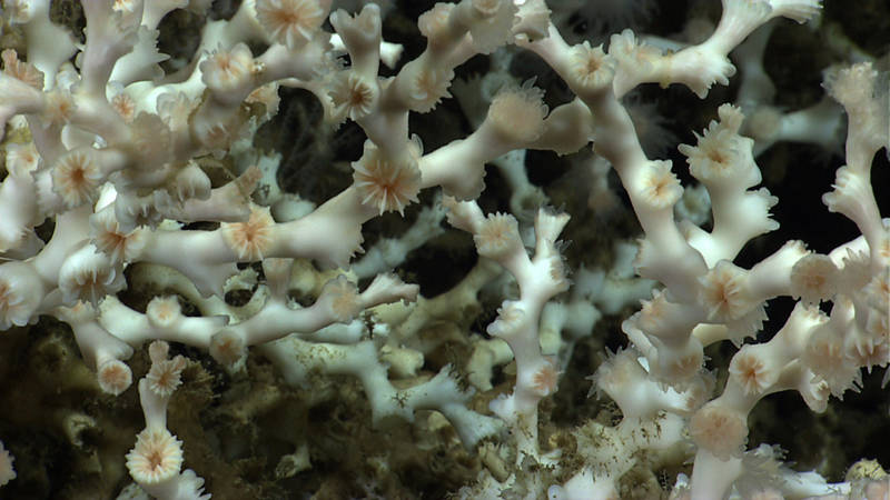 Live Lophelia pertusa colony.