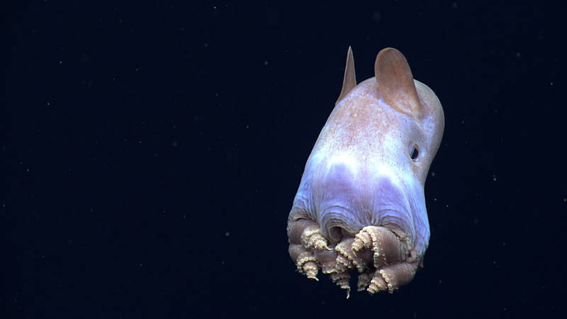 Identified as the highlight of the cruise by many of our scientists and viewers alike, this dumbo octopus displayed a body posture that has never before been observed in cirrate octopods.