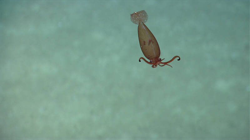 A spectacular find during dive 5, this deep-sea squid of the family Cranchiidae has a large chamber in its body filled with ammonia that it uses to help with buoyancy.