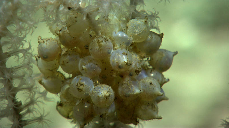 How good are your eyes—can you see tiny bobtail squid eyes inside these eggs?