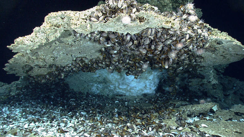 The first dive of the 2014 Gulf of Mexico Expedition had a fantastic “amphitheater of chemosynthetic life.” Here we saw bathymodiolus mussels, methane hydrate or ice, and ice worms. There were also a number of sea urchins, sea stars, and fish in this area. Most impressive was the large accumulation of hydrate mussels on the underside of the ledge.