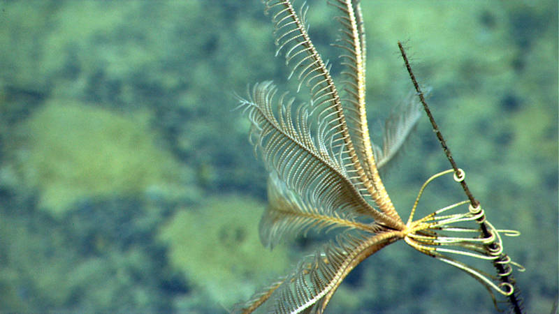 A crinoid - potentially a new species in the Family Thalassometridae - clings to a black coral on the West Florida Escarpment.