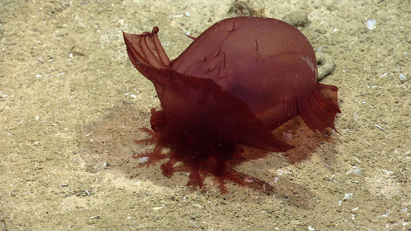 This sea cucumber uses its specialized appendages to bring nutrient-filled sediment to its mouth.